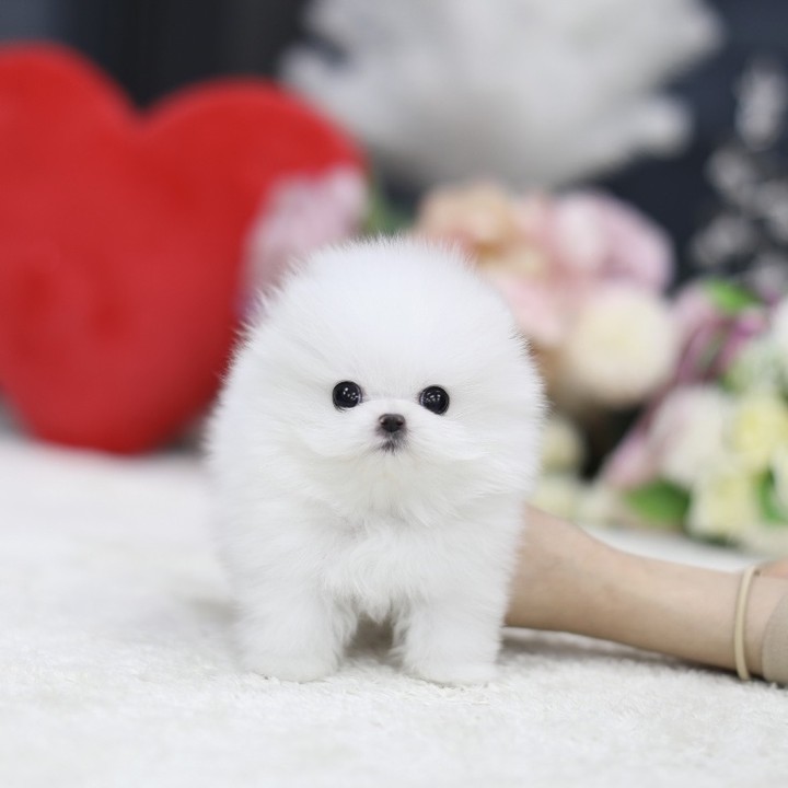 Pomeranian